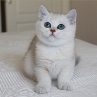 Gattini British shorthair Silver Shaded/Shell