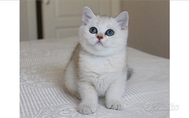 Gattini British shorthair Silver Shaded/Shell