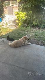 Labrador