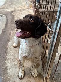 Springer spaniel avviato al riporto