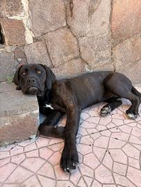 Cane corso