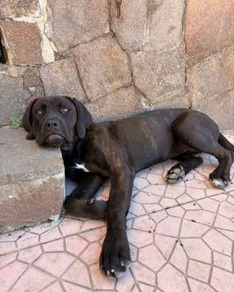 Cane corso