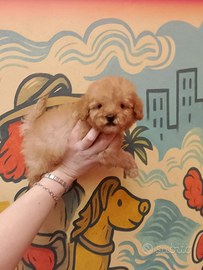 Barboncino toy maschio oro