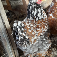 Brahma millefiori e orlati