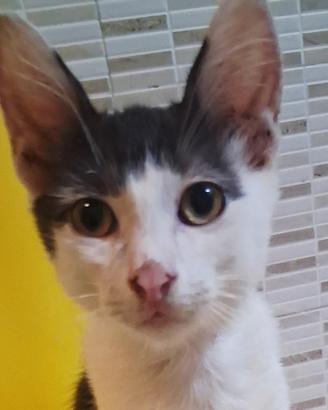 Gattino mix don sphynx( genitori testati)