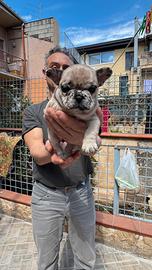 Bulldog francese esotik