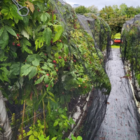 Piante  di lampone rifiorente