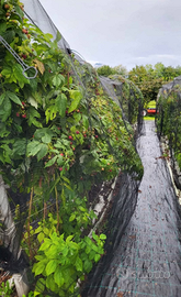 Piante  di lampone rifiorente