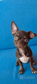 Ultimo Cucciolo di chihuahua con pedigree