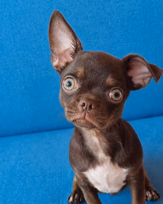 Cuccioli di chihuahua con pedigree