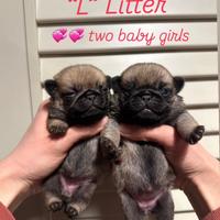 Carlino- cuccioli Allevamento ENCI-FCI