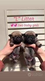 Carlino- cuccioli Allevamento ENCI-FCI