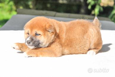Cucciolo di Shiba