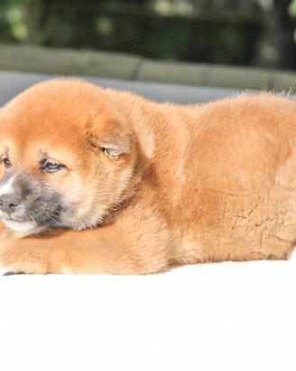 Cucciolo di Shiba