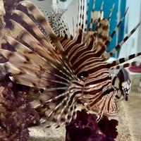 Pesce Scorpione ( pterois volitans) adulto -