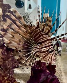Pesce Scorpione ( pterois volitans) adulto -