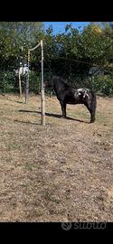 Pony maschio bravissimo