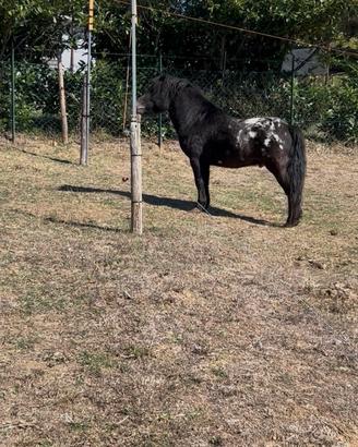 Pony maschio bravissimo
