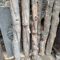 legno di bosso Prealpi piemontesi