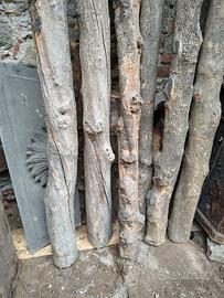 legno di bosso Prealpi piemontesi