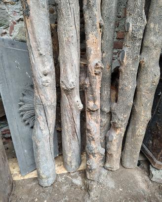 legno di bosso Prealpi piemontesi