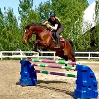 Cavallo castrone da salto sella Italiano