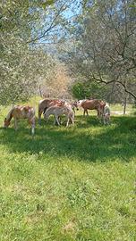 puledre haflinger 