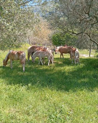 puledre haflinger 
