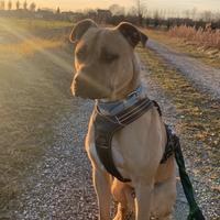 Cane American Anstaff