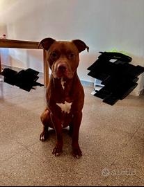  Pitbull originale 