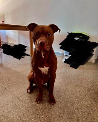  Pitbull originale 