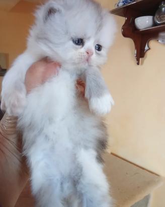 Gatti persiani alt geneologia