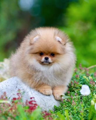 Spitz Di Pomerania Mini