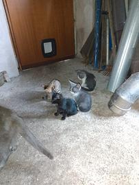 Gattini
