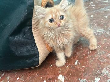 Gattino persiano