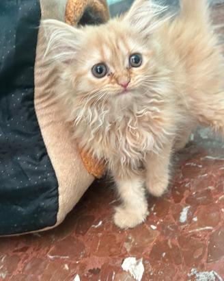 Gattino persiano
