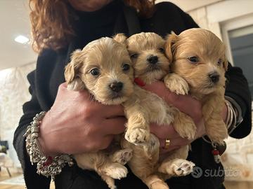Maltipoo e maltesi