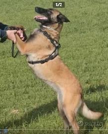 Pastore belga (maliois)