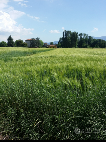 Terreno agricolo