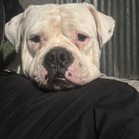 Bull dog american per monta