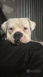 Bull dog american per monta