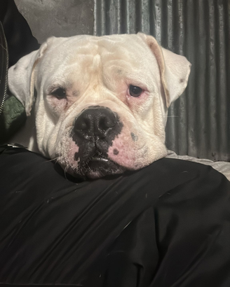 Bull dog american per monta
