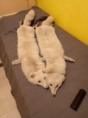 bellissime volpi bianche