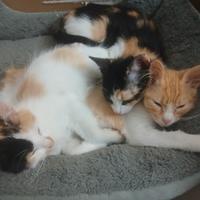 Bellissime Gattine Domestiche