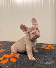 Cuccioli bulldog francese Isabella Newshade tan