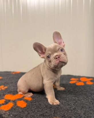 Cuccioli bulldog francese Isabella Newshade tan