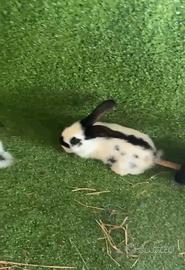 Conigli papillon