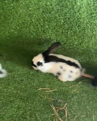 Conigli papillon