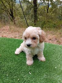Cuccioli di maltipoo