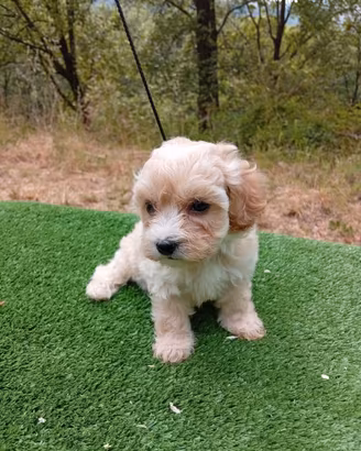 Cuccioli di maltipoo
